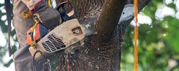 Tree and Shrub Care in Makawao, HI