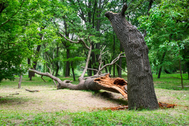 Professional Tree Care in Makawao, HI